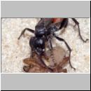 wegwespe-11mm-16-mit Spinne.jpg